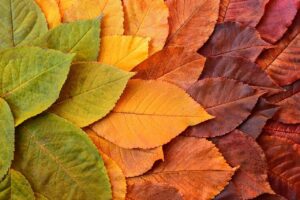 leaves-8413064_1280